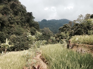 Kasepuhan have been clearing and cultivating patches of forest for centuries - Dean Yulindra Affandi Kasepuhan have been clearing and cultivating patches of forest for centuries - Dean Yulindra Affandi