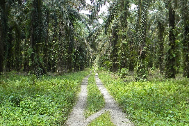 Review essay: In the shadow of the palms
